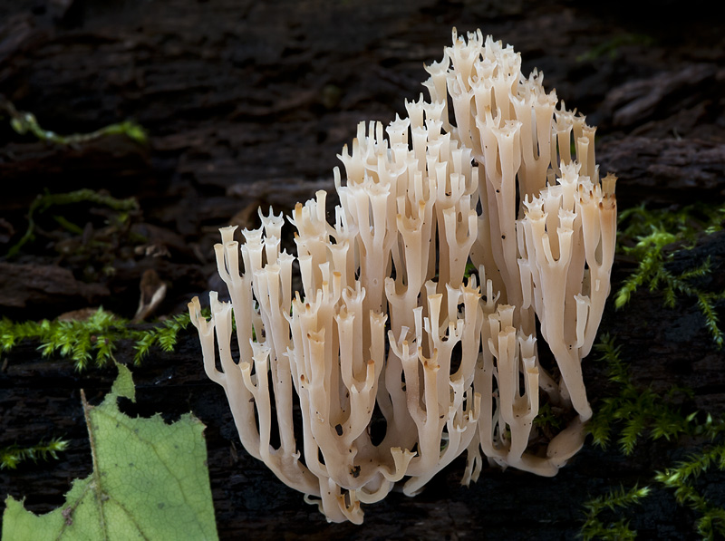 Artomyces pyxidatus